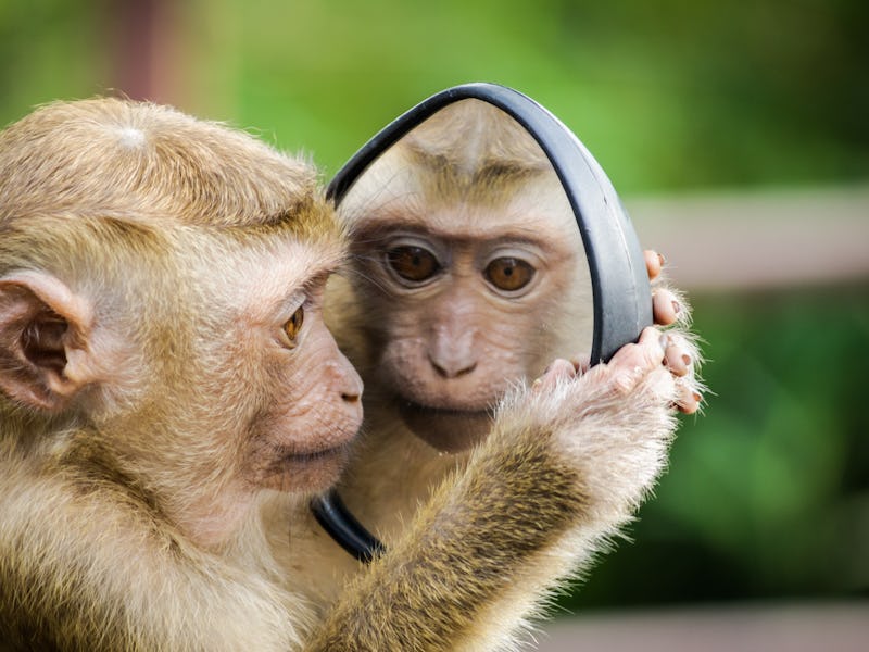 A monkey looking itself in a mirror
