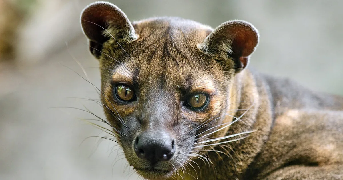 What Is the Fossa? Madagascar's Largest Predator Is Caught on Camera