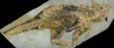 Well-preserved Psittacosaurus fossil shows evidence of skin pigmentation.