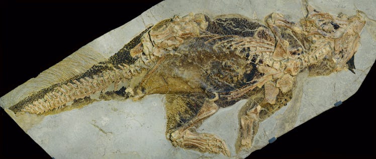 Well-preserved Psittacosaurus fossil shows evidence of skin pigmentation.