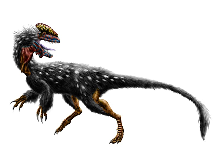 The crowned dragon Guanlong wucaii from the Late Jurassic (160 mya) of China.