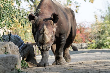 black rhino male