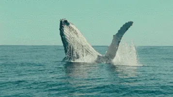 Why Are Whales So Big? New Study Says Ocean Imposes Pressures on Size