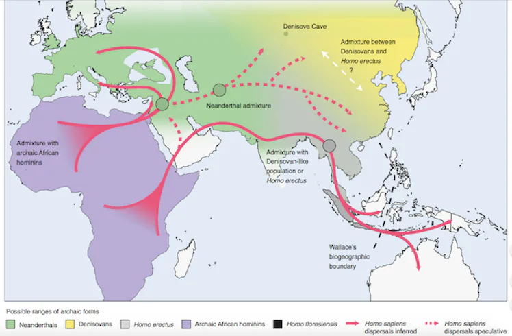 New Theory Explains Why Homo Sapiens Outlived the Neanderthals