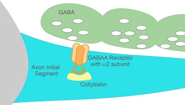 Together, the GABA receptor protein and collybistin work together to receive the message from the ne...