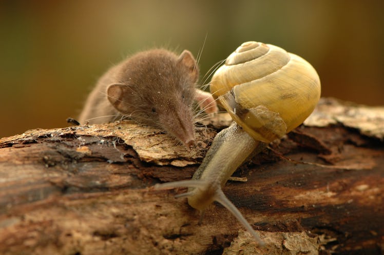 shrew and snail