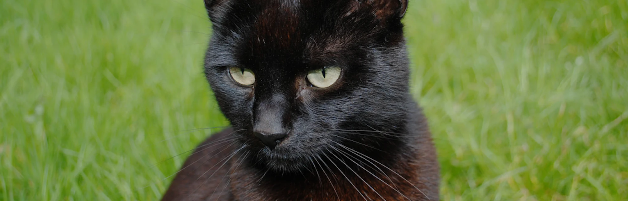 The History Of Hating Black Cats On Blackcatappreciationday