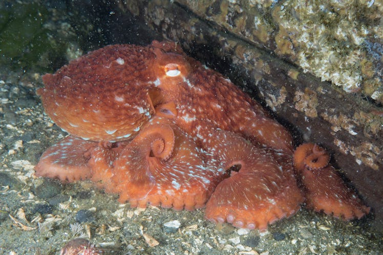 Giant Pacific Octopus