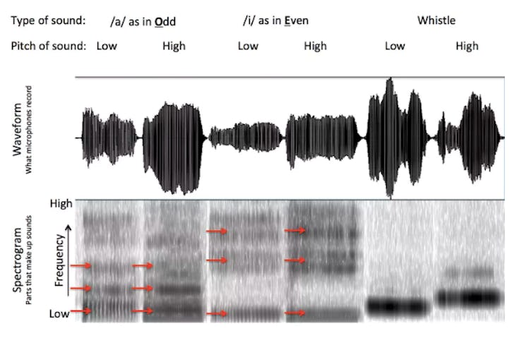 An analysis of singing and whistling. The top part of the figure shows the waveform of the sounds. T...