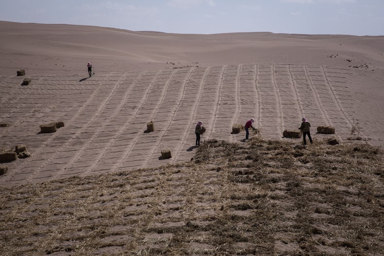 In China, women are planting grass-checkered sand barriers to prevent climate change-induced deserti...