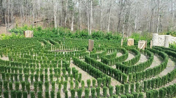 An early photo of John B. McLemore's hedge maze in Woodstock, Alabama.