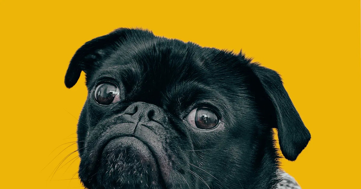 Puppy Dog Eyes Dog Eyebrows Evolved To Emotionally Manipulate Humans puppy-dog-eyes-dog-eyebrows-evolved-to-emotionally-manipulate-humans