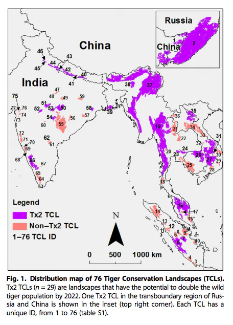 Wild Tiger Resurgence Possible as Forests Return and Conservationists ...