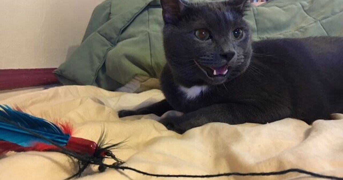 Why Cats Chirp or Chatter: Science Explains What They're Saying
