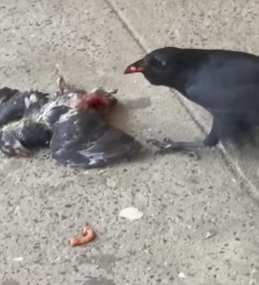 crow nyc subway pigeon