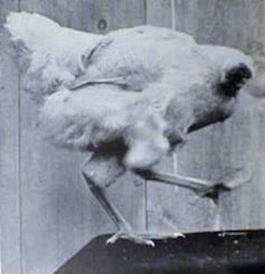 Miracle Mike – the headless chicken.