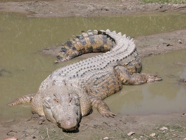 maximo saltwater crocodile