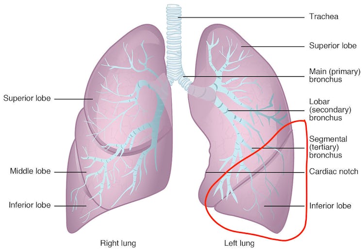 Lung Lobes