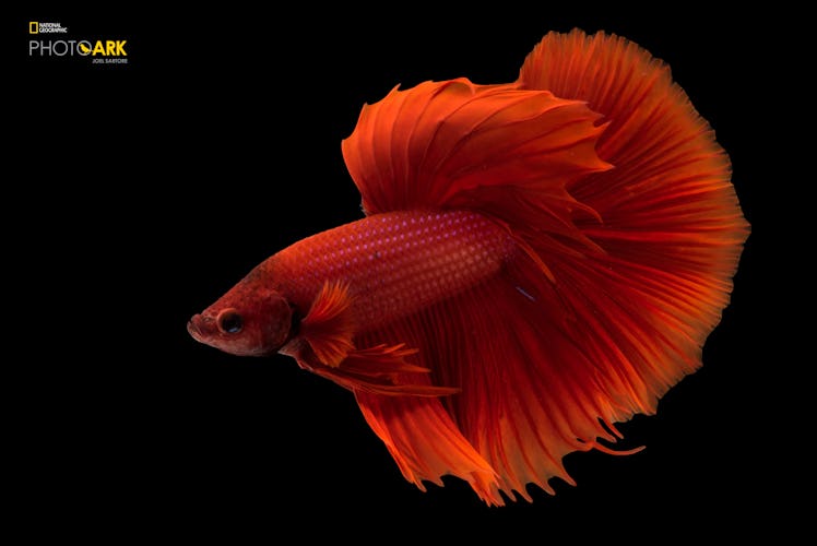 siamese fighting fish