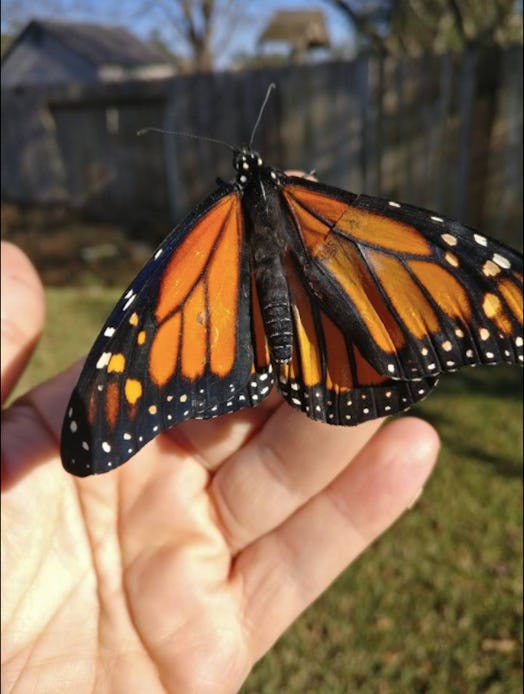 Repaired monarch butterfly wing