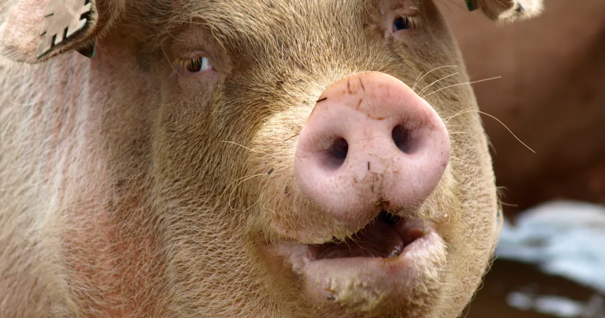 Fascist Animals Hitler's Fat Pigs Provide a Glimpse Into American Nationalism's Future