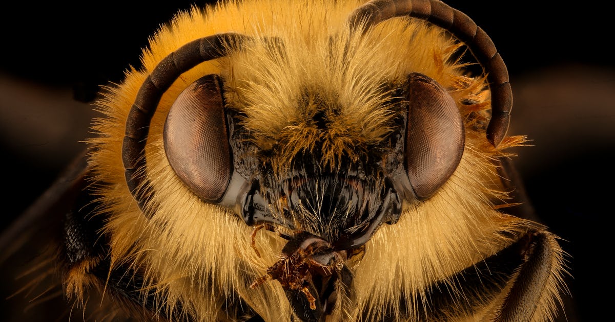 Pesticides hinder the development of the bee brain. Pesticides