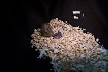 This mouse, born from the genetic material of two female parents, produced healthy offspring of its ...