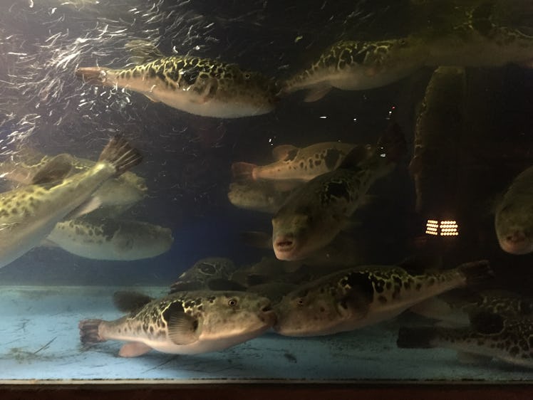 Fugu in a fish tank in Kyoto, Japan