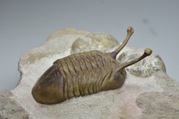 Marine organisms like trilobites proliferated during the ice age that came after the asteroid's dust...