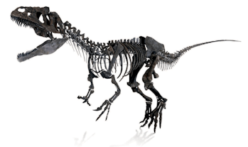 unidentified dinosaur sold at auction