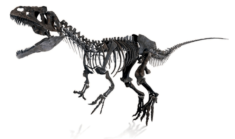 unidentified dinosaur sold at auction