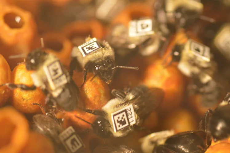 Tagging Insects Barcoded Bumblebees Explain How Jobs Change Inside the Hive