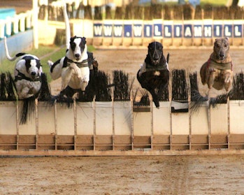 Dog racing at Wimbledon Stadium