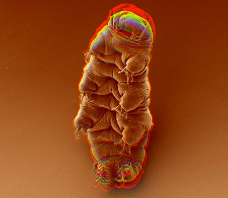 tardigrade