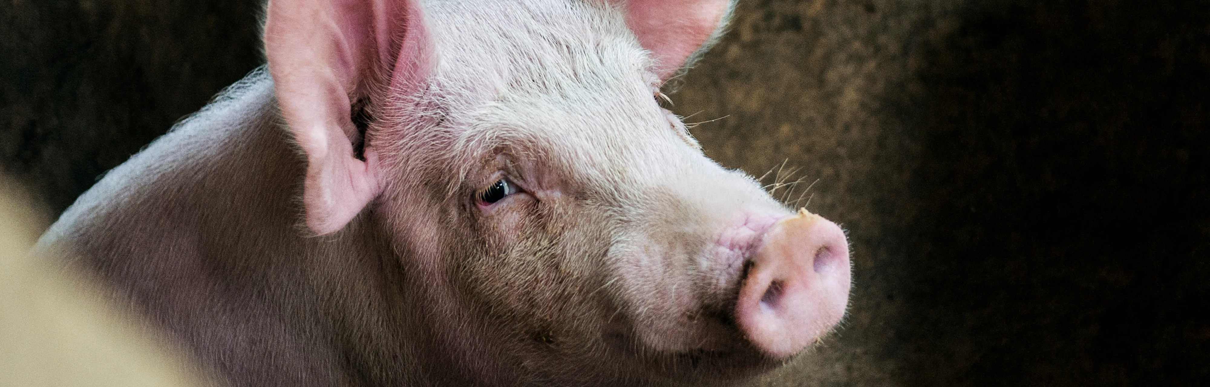 Cellular Activity in Pig Brains Was Restored Four Hours After Death