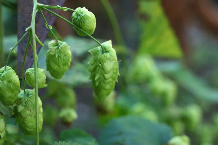 4 Ways Climate Change Makes Beer Taste Worse and Cost More