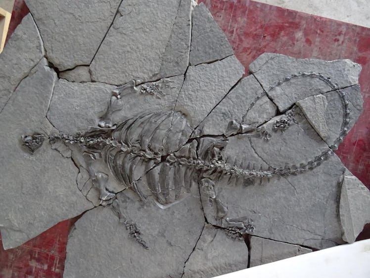 Photograph of the actual fossil turtle Eorhynchochelys.