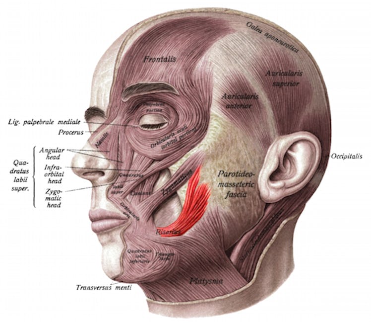 Risorius, facial muscle