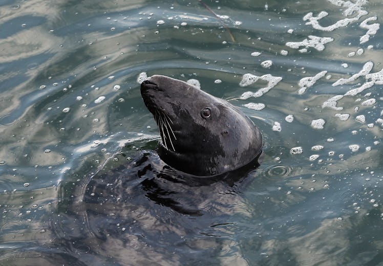 A seal waits for fish scraps near a fishing pier on Cape Cod on August 12, 2012 in Chatham, Massachu...