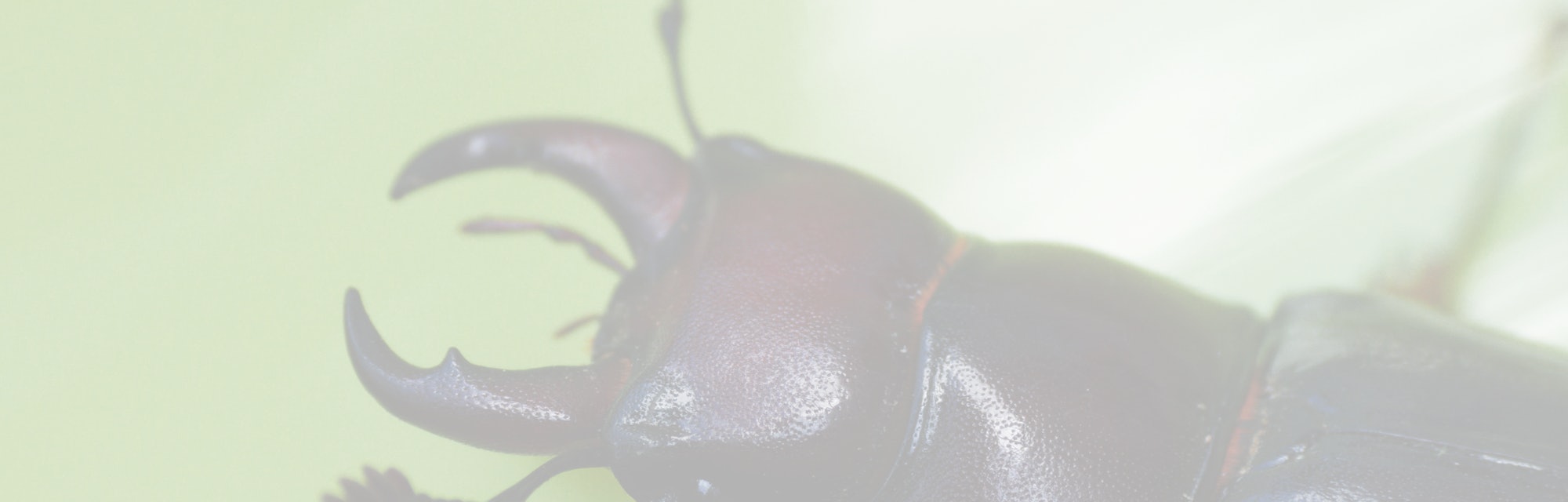 The Internet Has Fallen In Love with a Stag Beetle Named Spike
