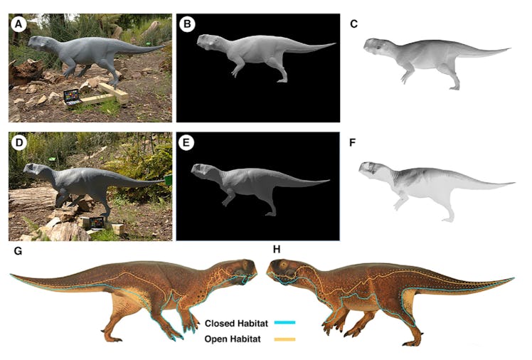 A model of 'Psittacosaurus' shows ideal countershading for open and shaded environments.