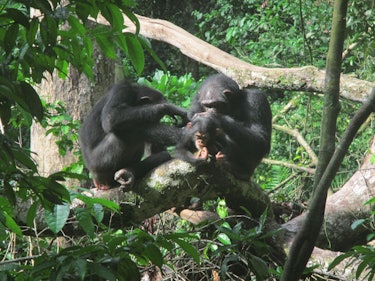 grooming chimps
