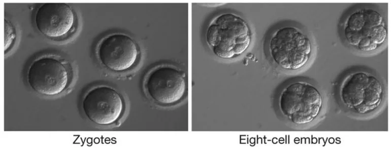 After Human Embryo Edit, 