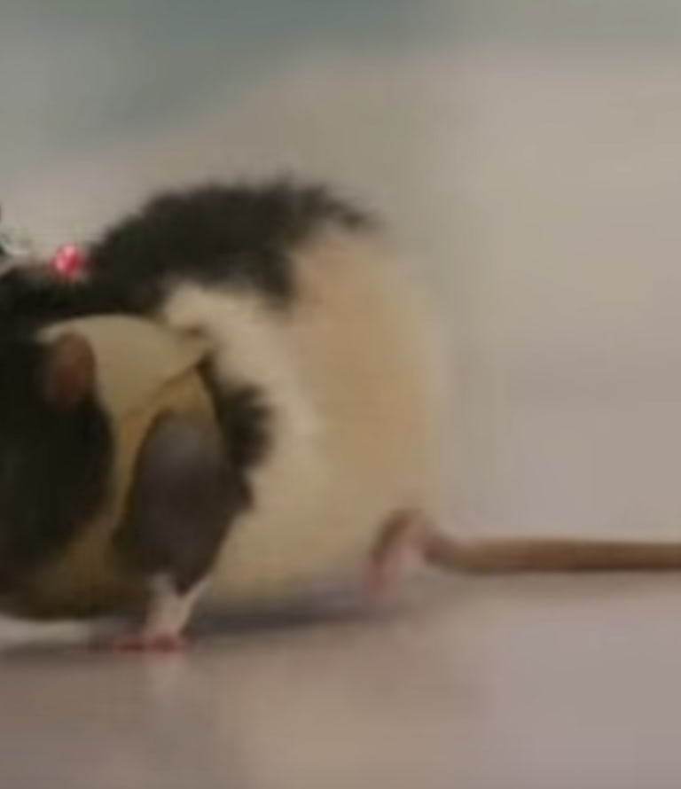 Scientists Find Rats Perform Better Than A.I. or All-Natural Rats at