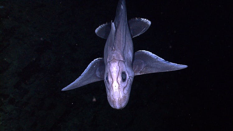A deep-sea Chimaera. Chimaera’s are most closely related to sharks, although their evolutionary line...
