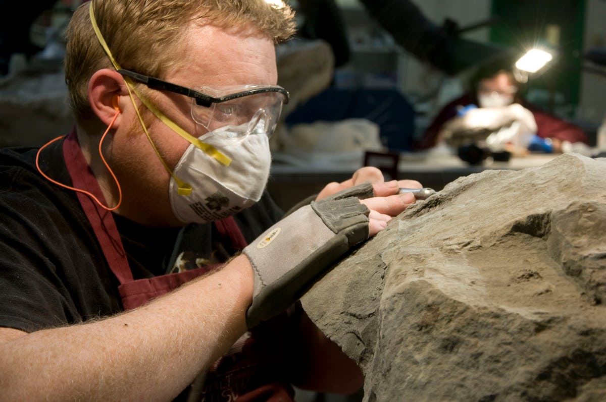 Alberta's Famous Nodosaur Finally Has a Name