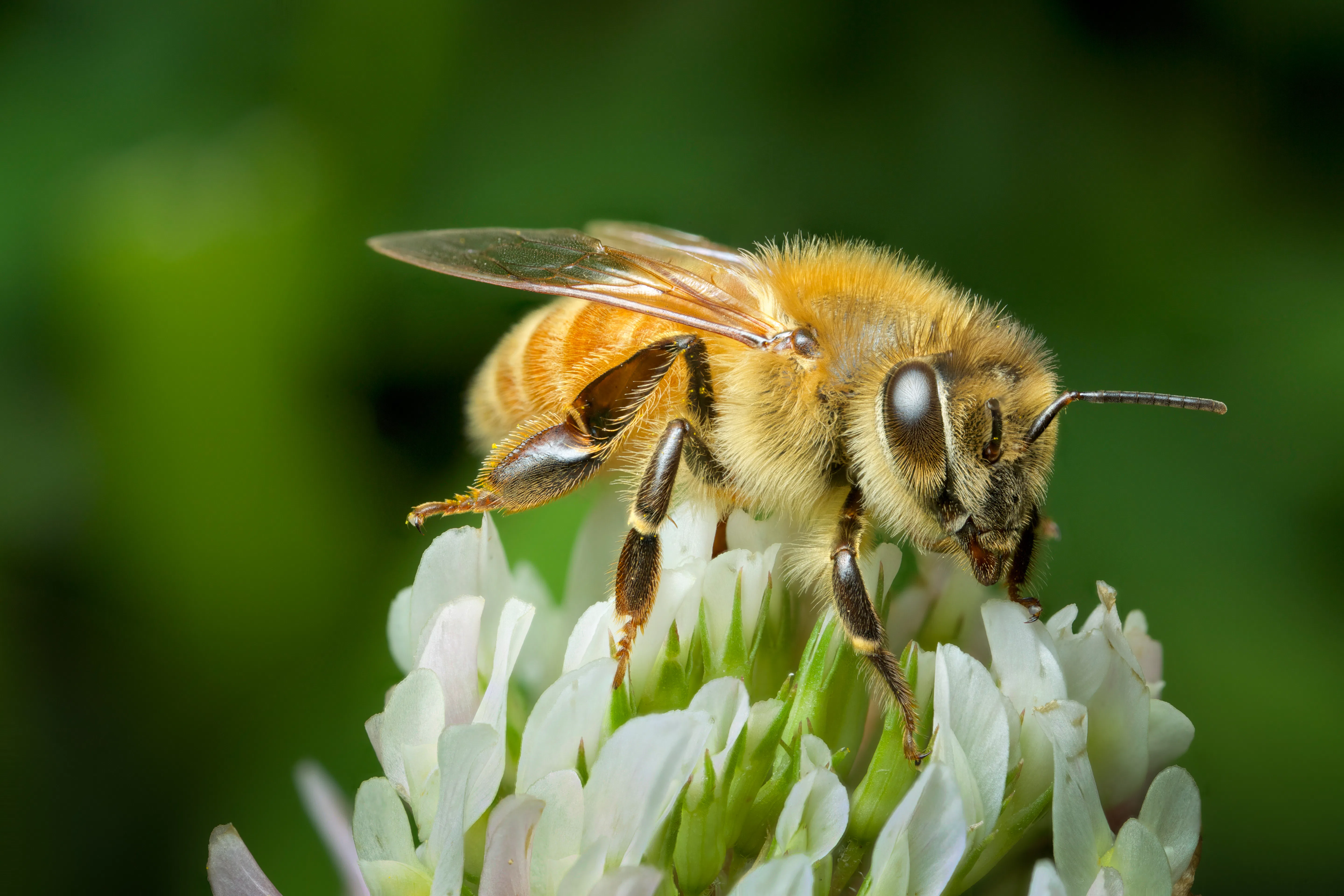 VenomKB, a Therapeutic Natural Toxins Database, Makes Folklore Into Science