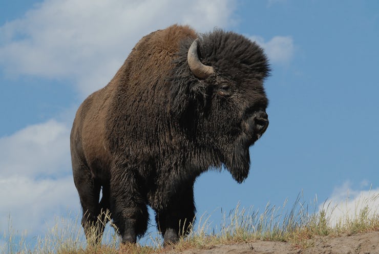 A Bison on the High Plains of Oklahoma 