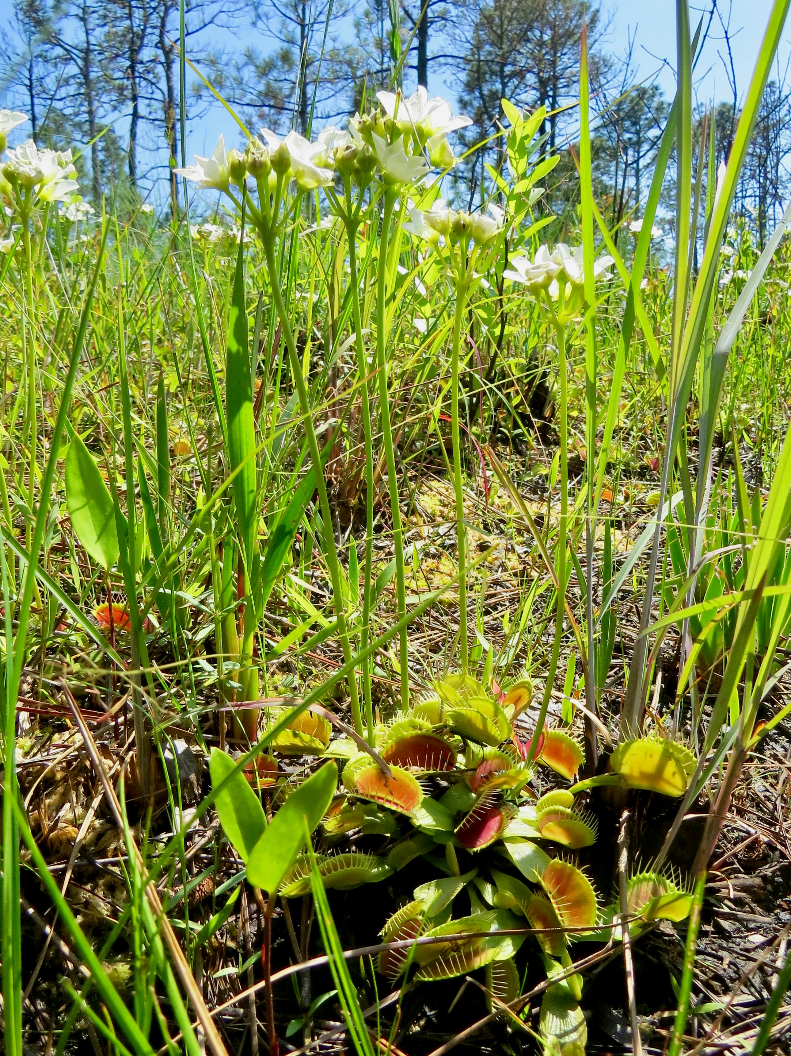 We Finally Know What Happens to Insects That Pollinate the Venus Flytrap