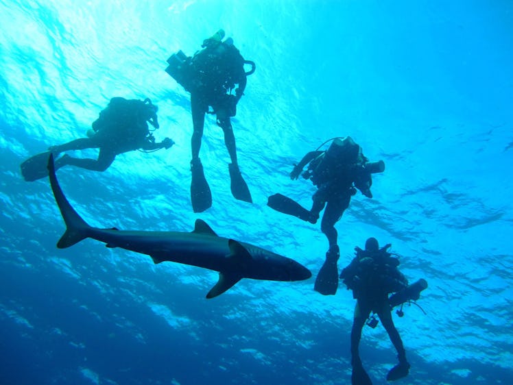 During the Coral Ecosystem Connectivity 2013 expedition off the coast of Florida, the technical dive...